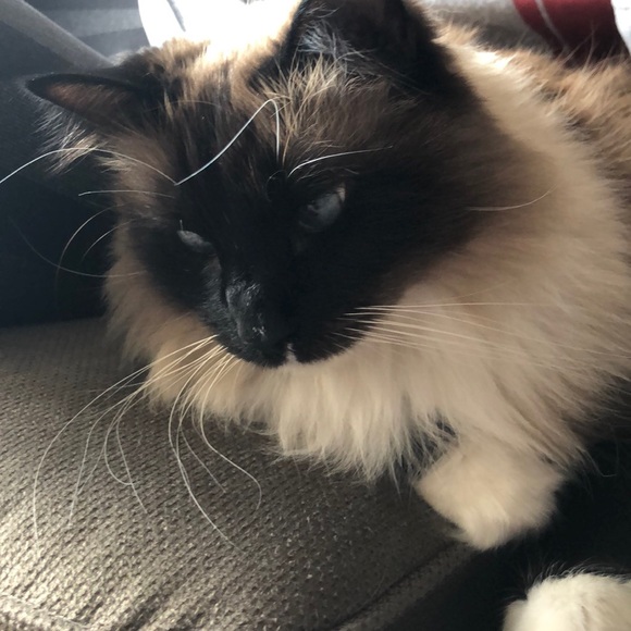 Meet your Posher, Rachael - Picture 1 of 1